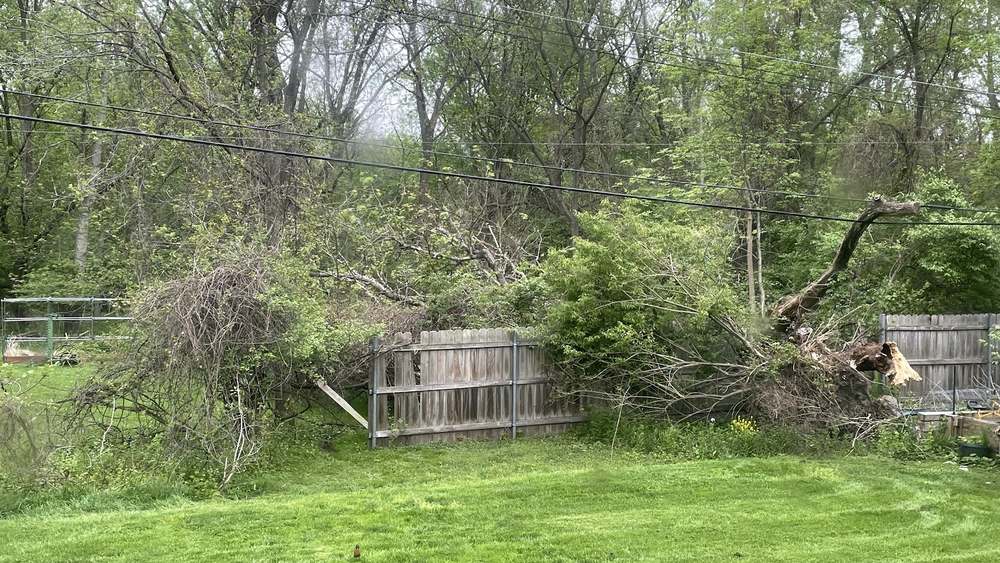 A large fallen tree extends across a grassy Detroit backyard beside a wooden fence.