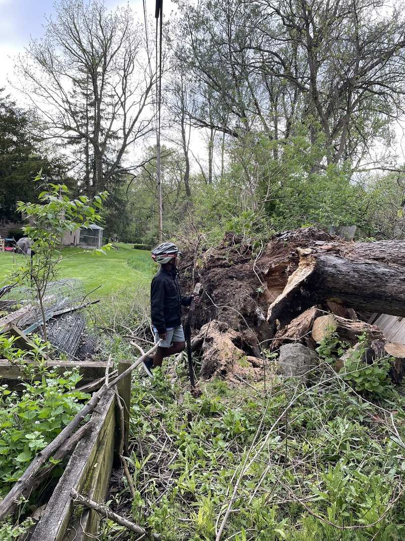A worker stands beside a large uprooted tree and root ball in a brushy fenced yard.